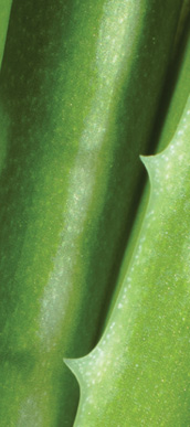 Aloe - liquids and tinctures